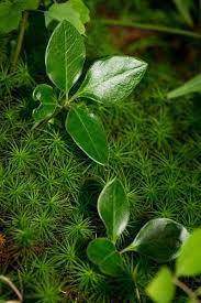Attēlu rezultāti vaicājumam “Polygala comosa leaf”
