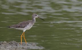 Image result for Tringa melanoleuca