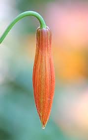 Attēlu rezultāti vaicājumam “Lilium lancifolium bud”