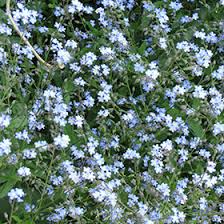 Attēlu rezultāti vaicājumam “Myosotis sylvatica”