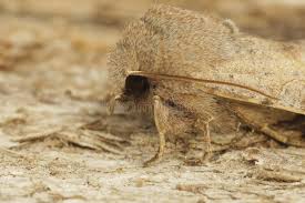 Attēlu rezultāti vaicājumam “Orthosia miniosa imago”