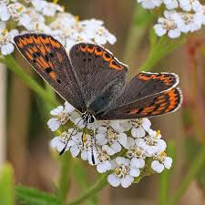 Attēlu rezultāti vaicājumam “Lycaena tityrus”