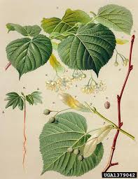 Attēlu rezultāti vaicājumam “Tilia platyphyllos subsp. cordifolia leaf”