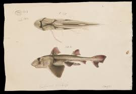 Image result for Heterodontus portusjacksoni