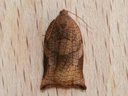 Attēlu rezultāti vaicājumam “Archips podana female”