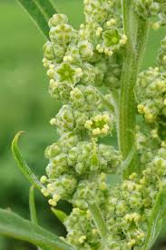 Image result for Chenopodium album
