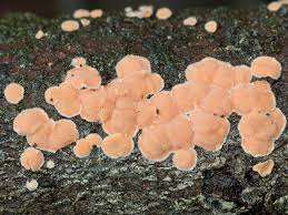 Attēlu rezultāti vaicājumam “Aleurodiscus amorphus”