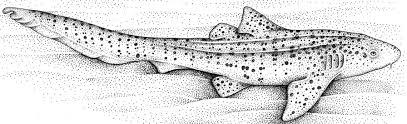 Image result for Stegostoma tigrinum
