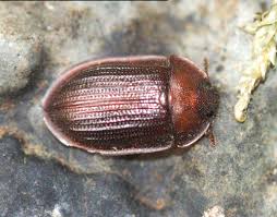 Attēlu rezultāti vaicājumam “Peltis grossa”