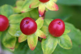 Attēlu rezultāti vaicājumam “Hypericum perforatum fruit”