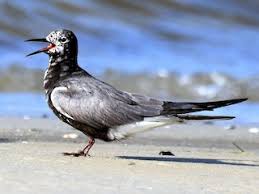 Attēlu rezultāti vaicājumam “Chlidonias niger”