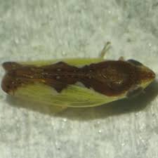 Attēlu rezultāti vaicājumam “Paramesus obtusifrons”