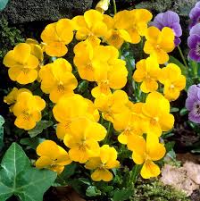 Attēlu rezultāti vaicājumam “Viola x williamsii”