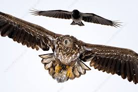 Attēlu rezultāti vaicājumam “Corvus cornix juvenile”