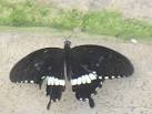 using exotic butterflies from a farm in Belize. - via Daymix