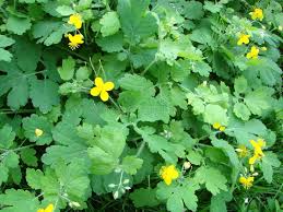 Attēlu rezultāti vaicājumam “Chelidonium majus leaf”