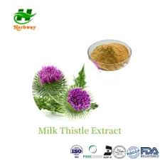 Attēlu rezultāti vaicājumam “Silybum marianum fruit”