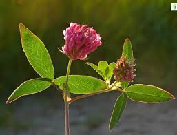 Attēlu rezultāti vaicājumam “Trifolium medium flower”