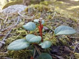 Attēlu rezultāti vaicājumam “Pyrola chlorantha bud”