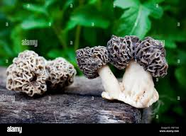 Attēlu rezultāti vaicājumam “Morchella sp.”
