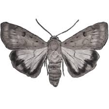 Attēlu rezultāti vaicājumam “Tortricidae”