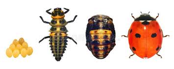 Attēlu rezultāti vaicājumam “Coccinella septempunctata”