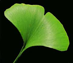 Attēlu rezultāti vaicājumam “Ginkgo biloba leaf”