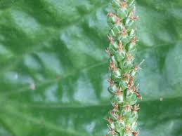 Attēlu rezultāti vaicājumam “Plantago major flower”