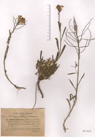 Attēlu rezultāti vaicājumam “Erysimum hieracifolium fruit”