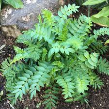 Attēlu rezultāti vaicājumam “Polemonium caeruleum leaf”