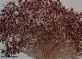 Attēlu rezultāti vaicājumam “Cribraria intricata spores”