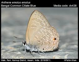 Attēlu rezultāti vaicājumam “Polyommatinae”