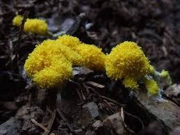 Attēlu rezultāti vaicājumam “Fuligo luteonitens macro”