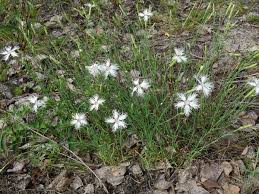 Attēlu rezultāti vaicājumam “Dianthus arenarius leaf”