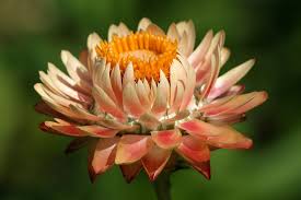 Image result for Helichrysum bracteatum