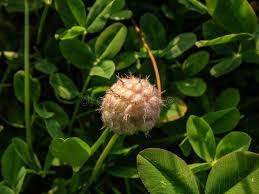 Attēlu rezultāti vaicājumam “Trifolium fragiferum leaf”