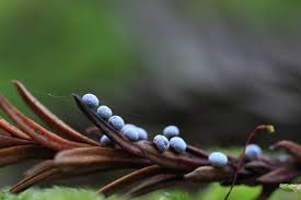 Attēlu rezultāti vaicājumam “Physarum leucopus plasmodium”