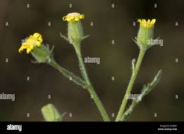 Attēlu rezultāti vaicājumam “Senecio viscosus”