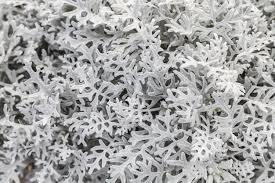 Image result for Cineraria maritima