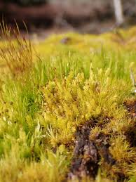 Attēlu rezultāti vaicājumam “Aulacomnium androgynum sporophyte”