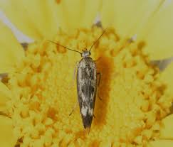 Attēlu rezultāti vaicājumam “Scythris limbella”