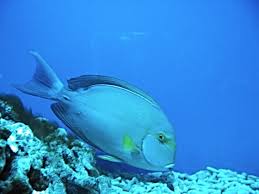 Image result for Acanthurus blochii