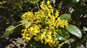 Attēlu rezultāti vaicājumam “Berberidaceae”