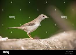 Attēlu rezultāti vaicājumam “Sylvia borin adult”