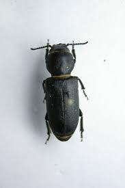 Attēlu rezultāti vaicājumam “Spondylis buprestoides”