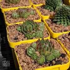 Attēlu rezultāti vaicājumam “Jovibarba globifera leaf”