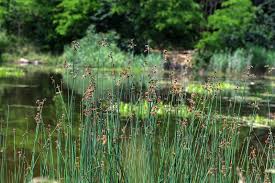 Attēlu rezultāti vaicājumam “Schoenoplectus lacustris subsp. lacustris”