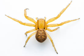 Attēlu rezultāti vaicājumam “Xysticus bifasciatus”