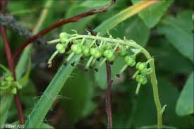 Attēlu rezultāti vaicājumam “Orthilia secunda fruit”