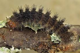 Attēlu rezultāti vaicājumam “Cybosia mesomella”